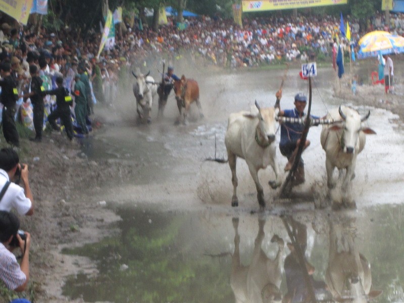 Không tổ chức Hội đua bò Bảy Núi