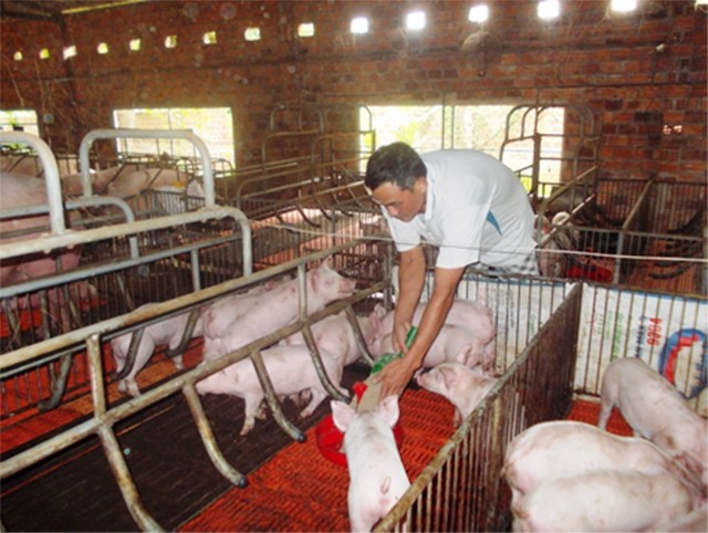 Người dân xã Ba Động, huyện Ba Tơ (Quảng Ngãi) nuôi lợn theo mô hình trang trại khép kín.