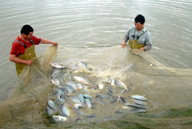 Thu hoạch cá rô phi thương phẩm tại phường Đông Mai, thị xã Quảng Yên (Quảng Ninh). Ảnh: QUANG QUYẾT