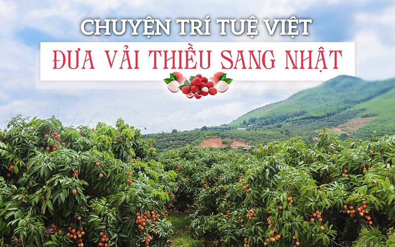 Chuyện trí tuệ Việt đưa vải thiều sang Nhật