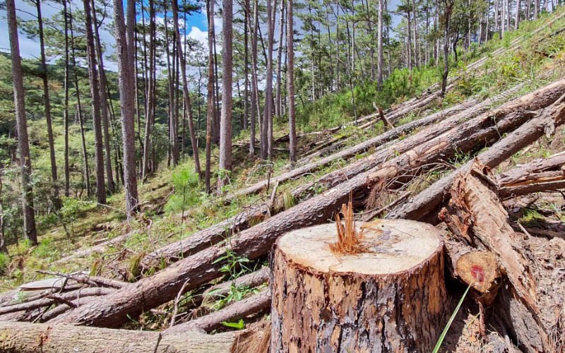 Rừng thông bị tàn phá nằm ngổn ngang giữa rừng