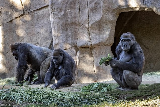 Khỉ đột tại Công viên Vườn thú San Diego đã có kết quả xét nghiệm dương tính với virus SARS-CoV-2.