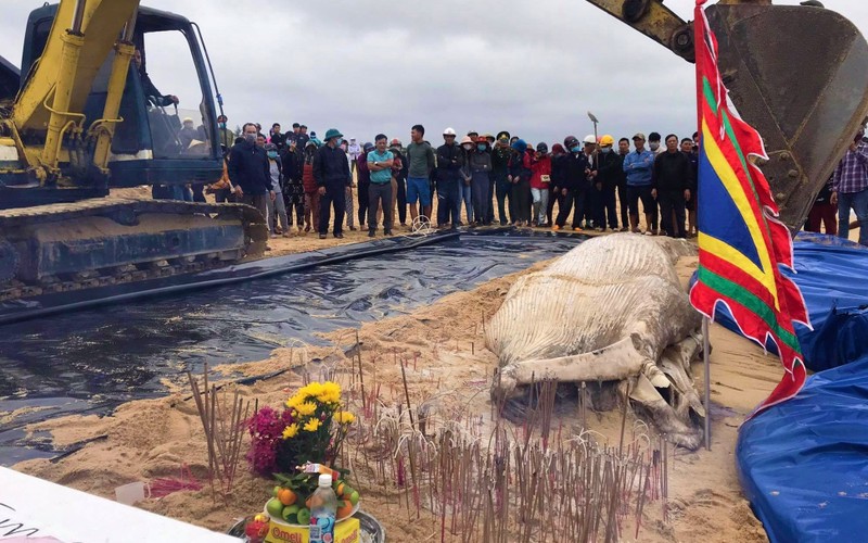 Cá voi chết dạt vào bờ biển Quảng Bình được chôn cất chu đáo theo phong tục địa phương. 