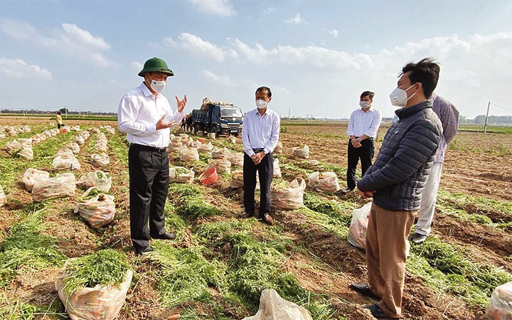 Tìm giải pháp tiêu thụ cà-rốt cho nông dân trên cánh đồng xã Đức Chính, huyện Cẩm Giàng.