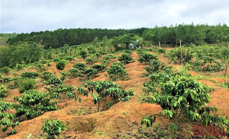 Rừng phòng hộ đầu nguồn Krông Năng bị người dân lấn chiếm trồng cà-phê nhiều năm nay.