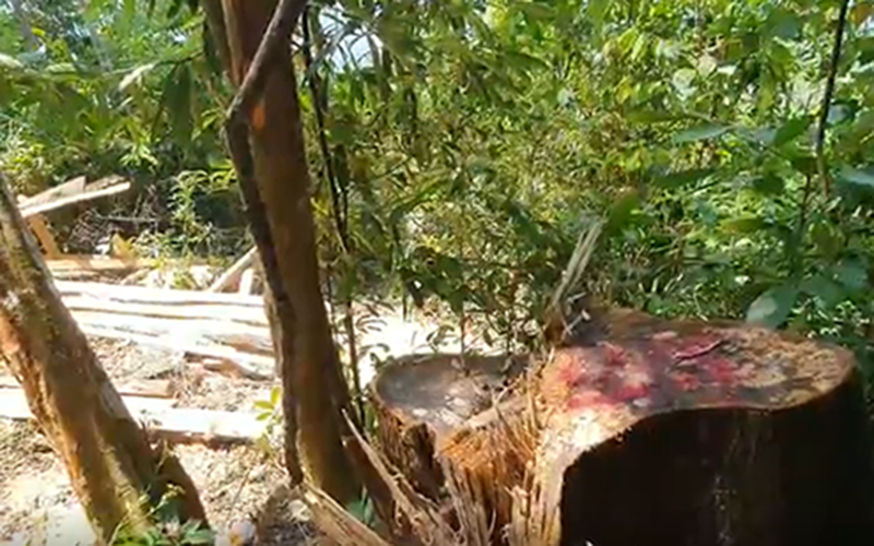 Hiện trường vụ phá rừng tại xã Trà Bui, huyện Bắc Trà My.