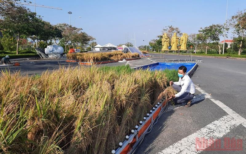Ban tổ chức khẩn trương hoàn thành “Con đường lúa gạo” tại đường Võ Văn Kiệt, phường 9, TP. Vĩnh Long vào sáng 5/1. (Ảnh: BÁ DŨNG). 