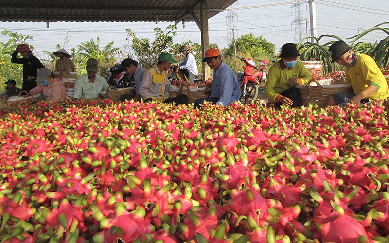 Giá thanh long tại Bình Thuận và Long An giảm mạnh, gây thiệt hại lớn cho người trồng. Ảnh: THANH PHONG