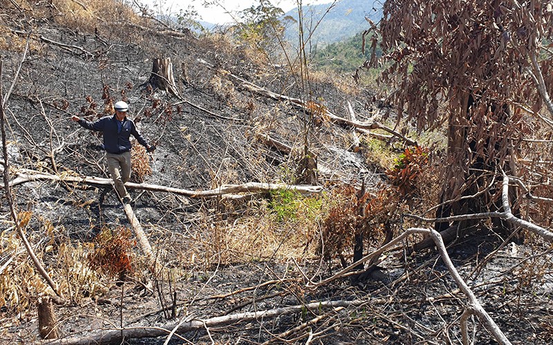 Nhiều diện tích rừng do Công ty trách nhiệm hữu hạn một thành viên lâm nghiệp Ea H’leo quản lý bị tàn phá nặng nề.