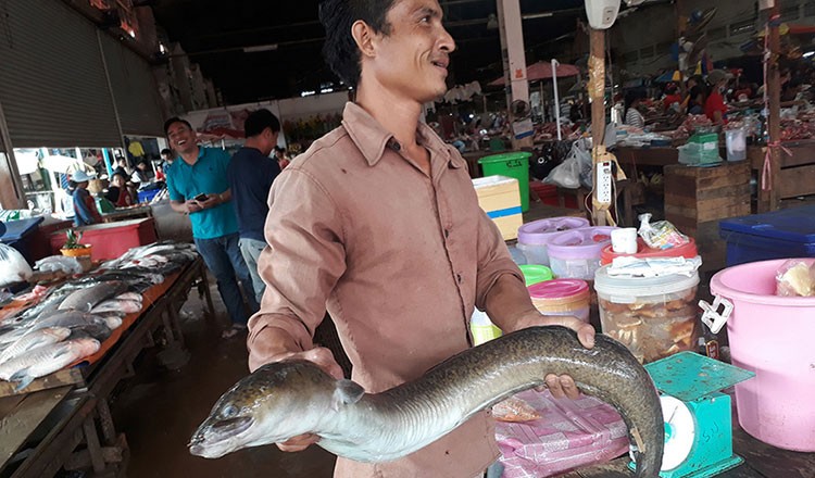 Một con cá chình đốm khổng lồ (Anguilla marmorata) được bán tại chợ Pakse, Lào. Ảnh: Somphone Phommanivong/MRC