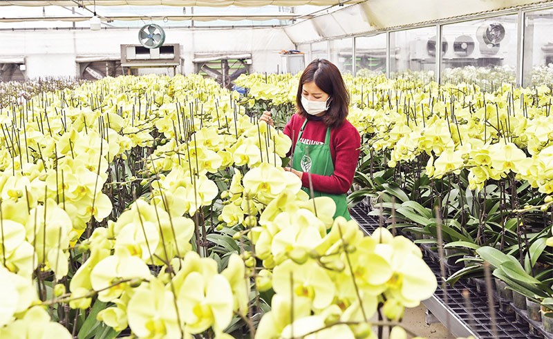 Mô hình trồng lan hồ điệp ứng dụng công nghệ cao tại Trang trại hoa Mê Linh F Farm. Ảnh: DUY LINH 