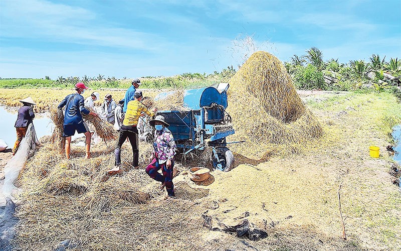 Nông dân xã Biển Bạch Ðông, huyện Thới Bình, tỉnh Cà Mau thu hoạch lúa trên đất nuôi tôm. Ảnh: HỮU TÙNG 