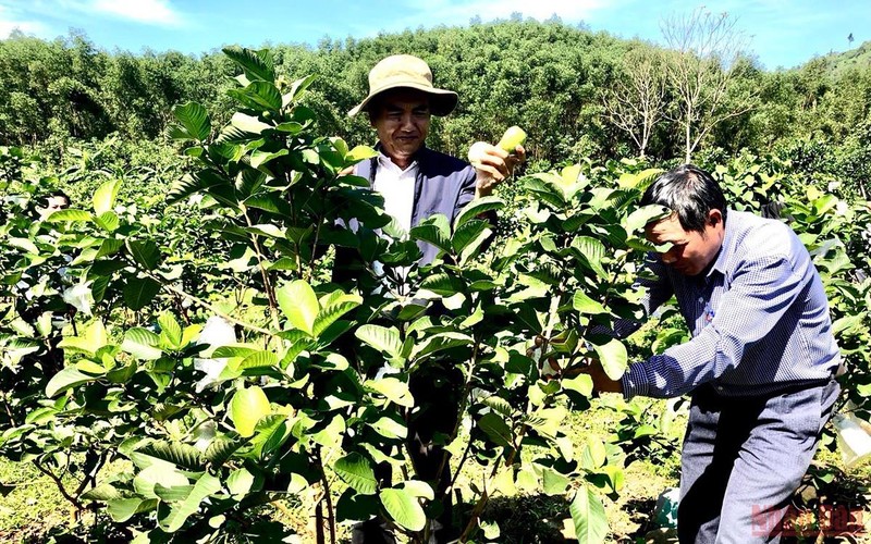 Trên 5ha, anh Nguyễn Hữu Hoa trồng hơn 5.000 cây ổi ruby, dâu xiêm… phát triển tốt, sản lượng đạt 3-5 tấn/năm.