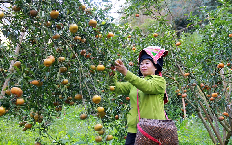 Người dân xã Chiềng Cọ (thành phố Sơn La, tỉnh Sơn La) thu hoạch quýt.
