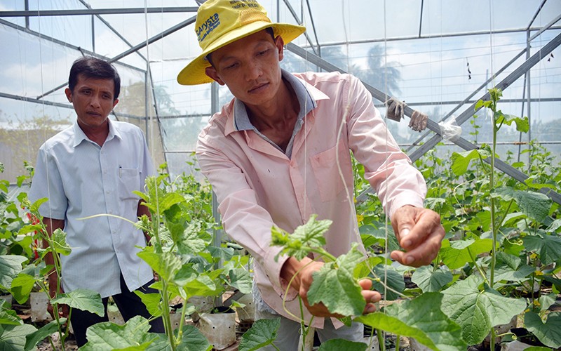Anh Nguyễn Đông Thái hướng dẫn người dân chăm sóc dưa lưới trong nhà kính.