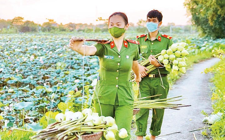 Thượng úy Nguyễn Phương Thảo thu hoạch hoa sen giúp người dân huyện Ứng Hòa. 