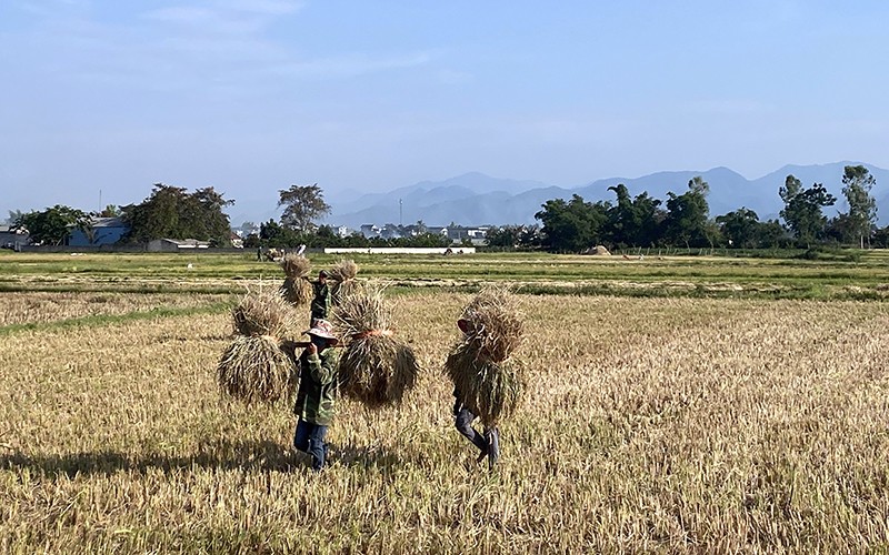 Nông dân xã Thanh Hưng thu hoạch lúa trên cánh đồng mẫu lớn sau khi đã dồn điền đổi thửa.