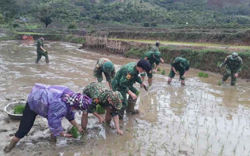 Cán bộ, chiến sĩ Đồn Biên phòng cửa khẩu Chiềng Khương thuộc Bộ Chỉ huy Bộ đội Biên phòng tỉnh Sơn La cấy lúa giúp hộ gia đình anh Quàng Văn Ban.