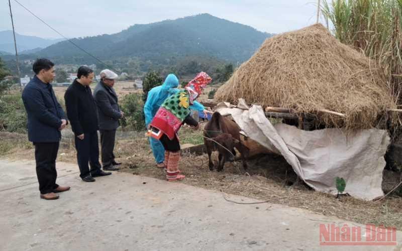Hướng dẫn bà con người dân tộc thiểu số ở xã Đồng Văn, huyện Bình Liêu cách phòng, chống rét cho gia súc.