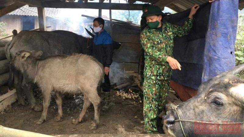 Cán bộ chiến sĩ Đồn Biên phòng Chiềng Sơn hướng dẫn và giúp bà con nhân dân che chắn chuồng trại cho đàn gia súc.
