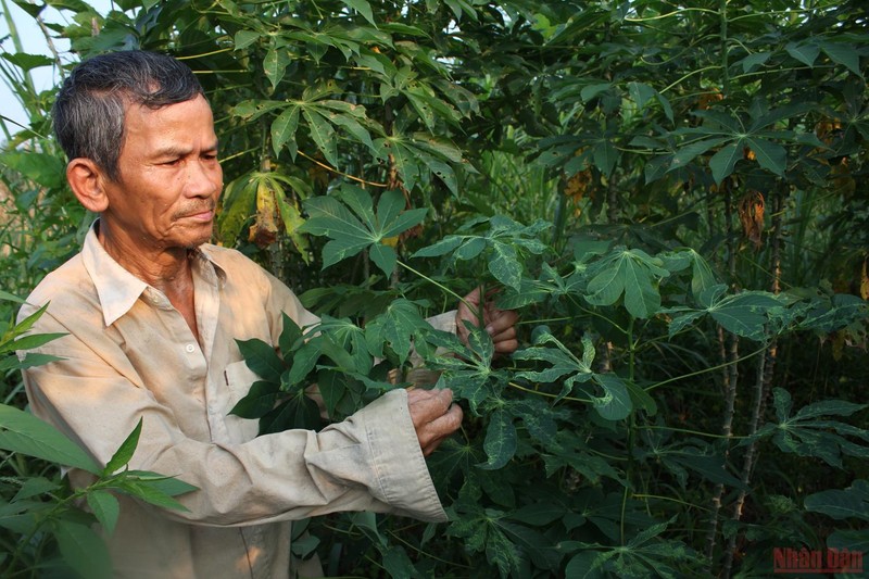 Nhiều năm liền, nông dân Quảng Ngãi thất thu vì bệnh khảm lá sắn. 