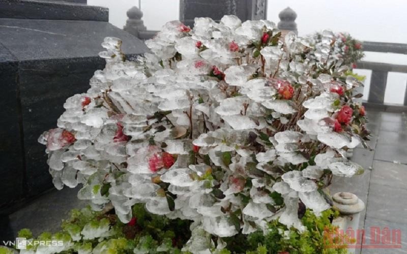 Băng giá phủ trắng cây hoa cảnh trên đỉnh Phan Xi Păng, Sa Pa, Lào Cai. 