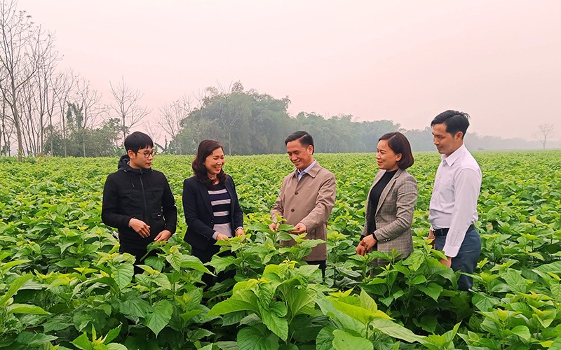 Cán bộ huyện Trấn Yên tham quan mô hình trồng dâu tằm ở xã Việt Thành. (Ảnh THANH SƠN)