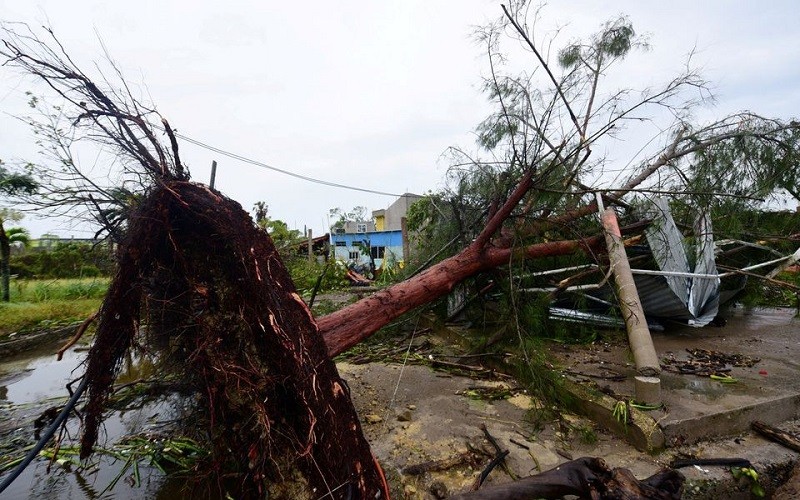 Cây xanh bị bật gốc khi bão Grace đổ bộ vào thị trấn Tecolutla, bang Veracruz, Mexico ngày 21/8/2021. (Ảnh: Reuters)