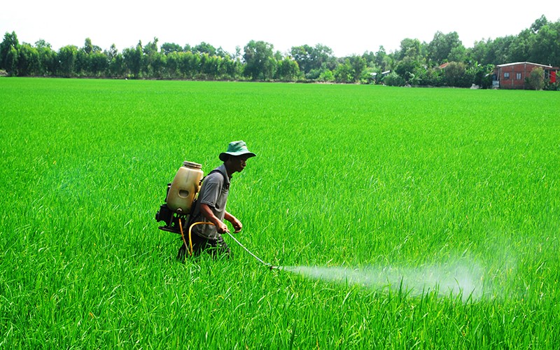 Sản xuất lúa nhỏ lẻ, manh mún ở xã Hậu Mỹ Bắc A, huyện Cái Bè (Tiền Giang) khiến cho thu nhập của người nông dân không cao.
