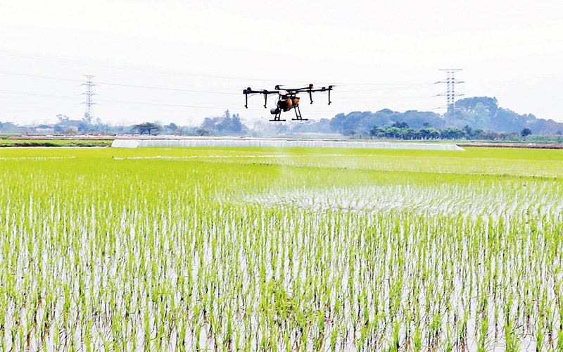 Sử dụng thiết bị bay không người lái để chăm bón và phun thuốc bảo vệ thực vật trên cánh đồng lúa sản xuất theo hướng hữu cơ tại xã Quất Động, huyện Thường Tín. (Ảnh TÔ QUÝ)