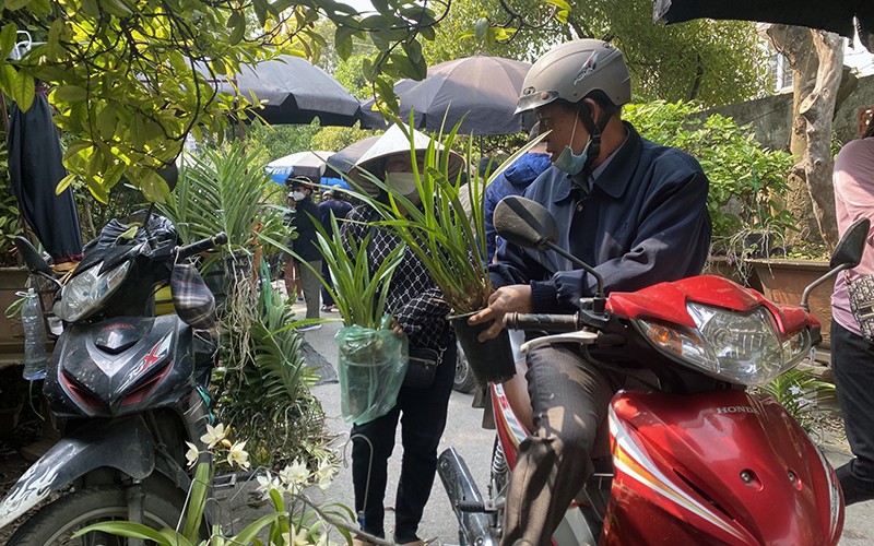 Nhiều loại phong lan quý hiếm sau khi bị khai thác từ rừng về được bày bán tại chợ cây cảnh Vạn Phúc (quận Hà Ðông, Hà Nội). (Ảnh LINH NGUYỄN)