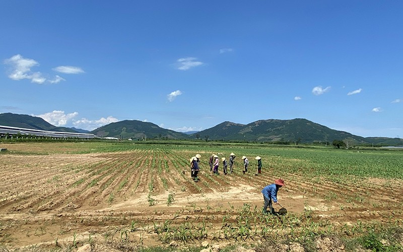 Trong khi chờ ngành chức năng tỉnh Quảng Ngãi hoàn thành các thủ tục, nhiều chủ đầu tư san ủi mặt bằng, trồng cây nguyên liệu cung ứng cho sản xuất.