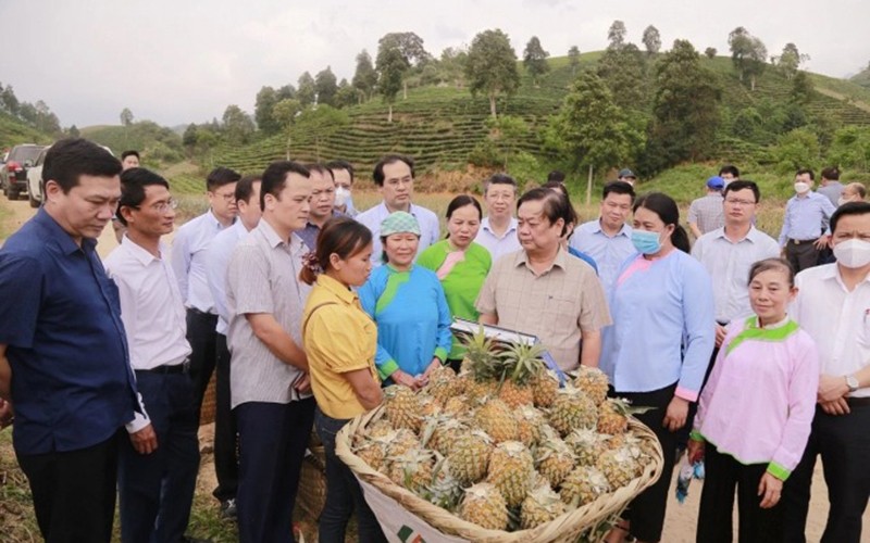 Bộ trưởng Lê Minh Hoan trao đổi với bà con trồng dứa ở huyện Mường Khương (Lào Cai). Ảnh: nongnghiep.vn
