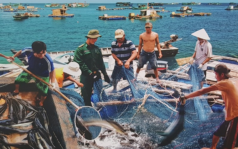 Thu hoạch cá lồng bè ở huyện Trần Văn Thời, tỉnh Cà Mau. (Ảnh HỮU TÙNG)