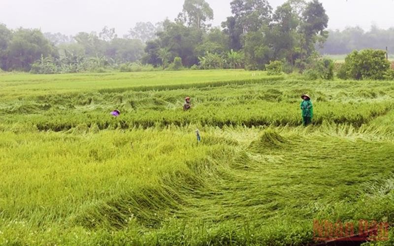 Nông dân Quảng Bình dựng lại lúa bị ngã, đổ để hạn chế thiệt hại