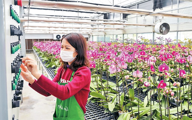 Ứng dụng khoa học công nghệ trong trồng lan hồ điệp tại Công ty F-Farm ở huyện Mê Linh. (Ảnh DUY ĐĂNG)