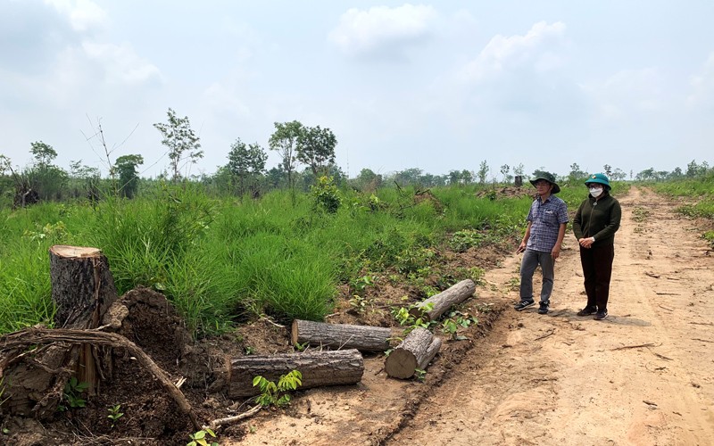 Nhiều diện tích rừng và đất lâm nghiệp được Ủy ban nhân dân tỉnh Đắk Lắk cho các doanh nghiệp thuê thực hiện dự án nông-lâm nghiệp trên địa bàn huyện Ea Súp bị phá và lấn chiếm trái phép.