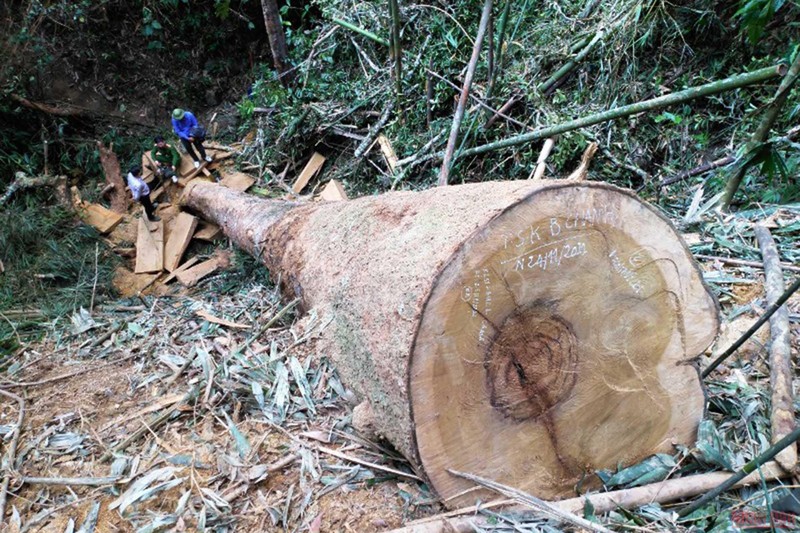 Cây gỗ rừng tự nhiên ở huyện Quan Sơn bị xâm hại. (Ảnh: Mai Luận)