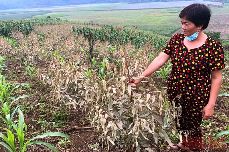 Cây trồng của người dân thôn Phú Hà 1, xã Phú Nhuận, huyện Bảo Thắng (Lào Cai) bị táp lá, chết héo do phát thải gây ô nhiễm môi trường của Nhà máy DAP số 2 Lào Cai.