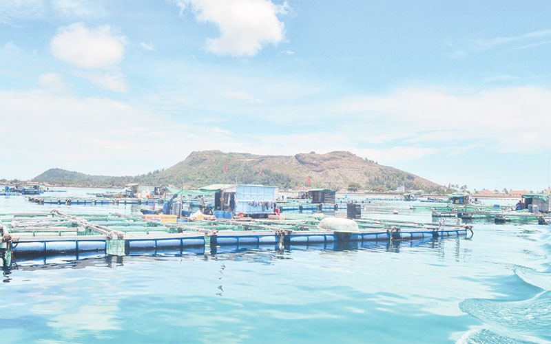 Nuôi lồng thủy sản trên biển ven đảo mang lại hiệu quả kinh tế cao cho người dân Lý Sơn, Quảng Ngãi. 