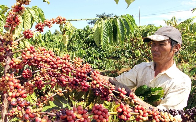 Người dân huyện Bảo Lâm, Lâm Ðồng, thu hoạch cà-phê. (Ảnh minh họa: Bảo Văn).