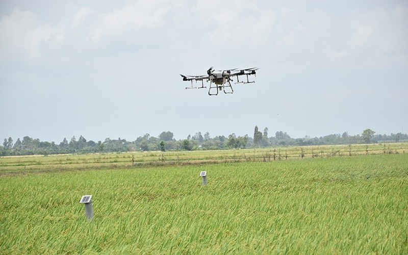 Nông dân xã Mỹ Đông dùng thiết bị bay không người lái để phun thuốc bảo vệ thực vật cho lúa. (Ảnh: HỮU NGHĨA)