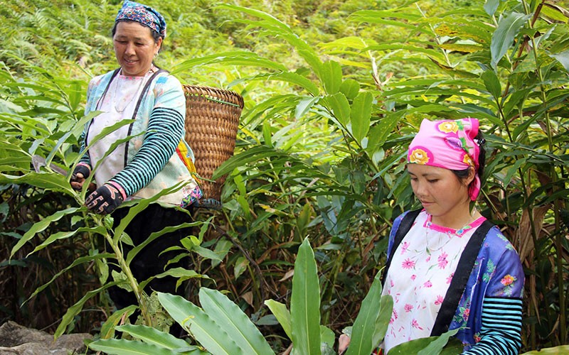 Trồng sa nhân mang lại hiệu quả kinh tế cao cho người dân Mường La, tỉnh Sơn La. (Ảnh NGỌC VÂN) 