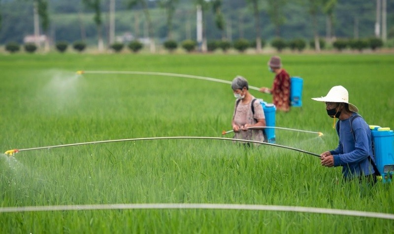 Nông dân tỉnh Hồ Nam, Trung Quốc canh tác lúa nước. (Ảnh: People.cn)