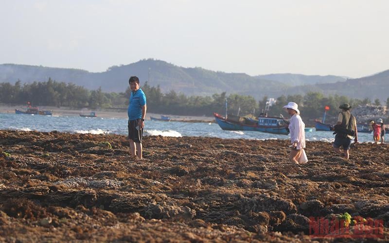 Người dân và du khách vô tình dẫm đạp lên quần thể rạn san hô Hòn Yến.