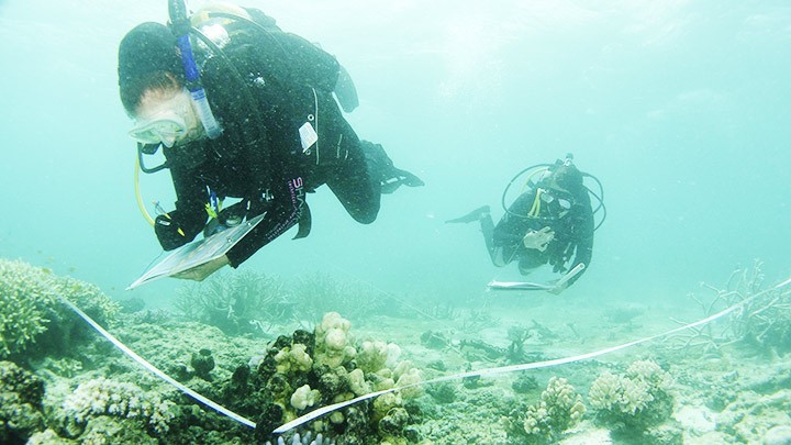 Các nhà khoa học nghiên cứu bảo tồn rạn san hô Great Barrier. Ảnh: AP