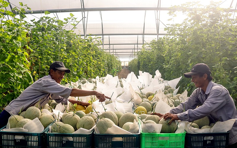 Thu hoạch dưa lưới tại Khu nông nghiệp công nghệ cao An Thái của Unifarm. 