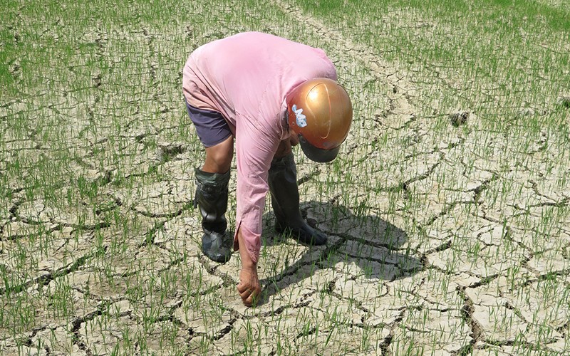Nhiều diện tích lúa hè thu tại xã Hòa Đồng (huyện Tây Hòa) bị khô hạn.