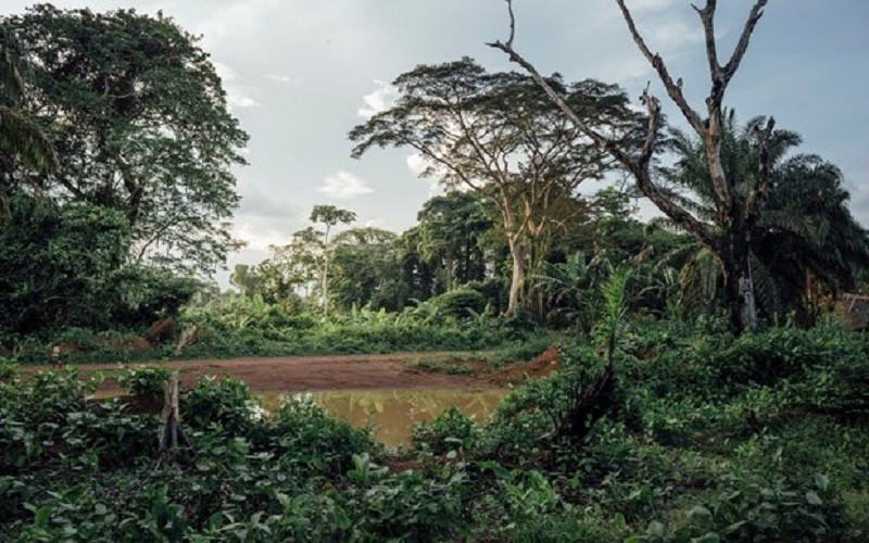 Một góc rừng nhiệt đới tại Cộng hòa Dân chủ Congo. (Nguồn: DeAgostini/Getty Images/TTXVN)