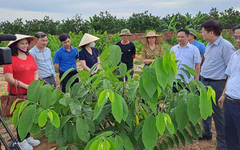 Các đại biểu tham quan mô hình trồng na ở xã Việt Dân, thị xã Đông Triều, Quảng Ninh. 